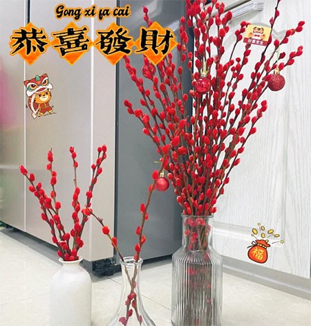 银柳为什么不能放家里