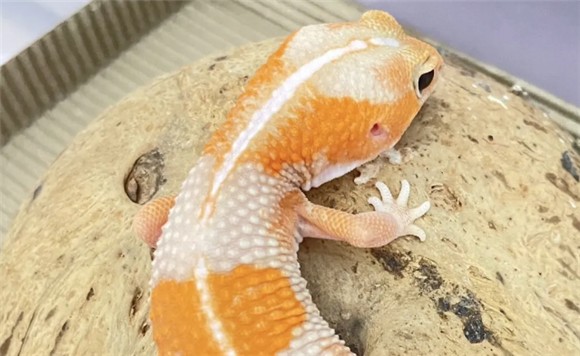 肥尾守宫简单易懂饲养教程