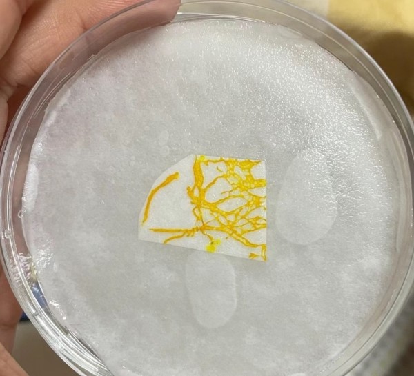 年轻人开始养黏菌当宠物，有人一株黏菌养7年多，卖家：近两年国内玩家已超欧美和日本