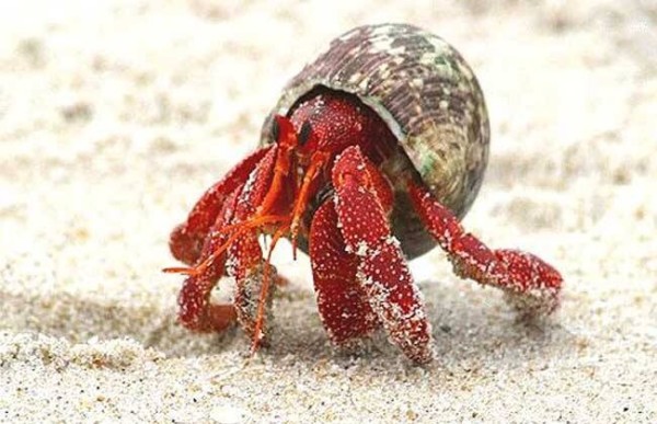 陆地寄居蟹怎样养？只需注意这几点，非常简单
