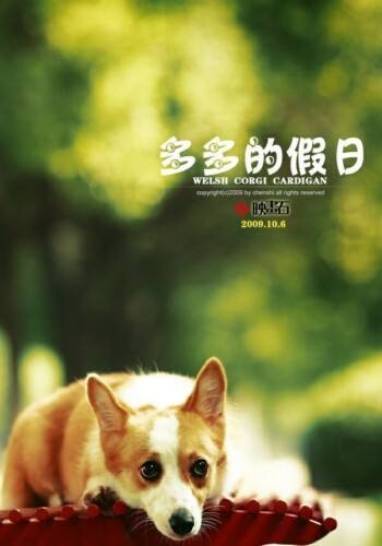 宠物幼犬的营养饲养全教程