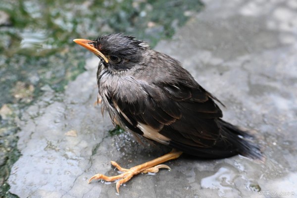 八哥幼鸟喂养全攻略:从零开始的养育指南