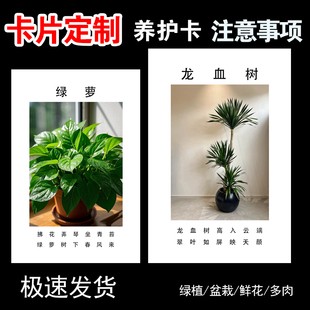 养花知识绿植物养护卡片种植说明书售后养护指南制作定制多肉种植