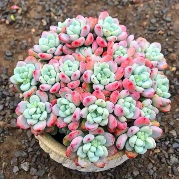 多肉全面养护指南——劳尔