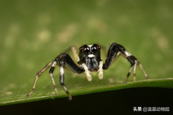 宠物蜘蛛品种新手推荐（附跳蛛饲养环境布置）
