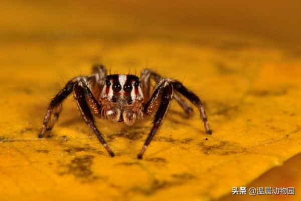 辟谣：跳蛛的饲养方法跟捕鸟蛛一样？不，跳蛛通常更适合新手饲养