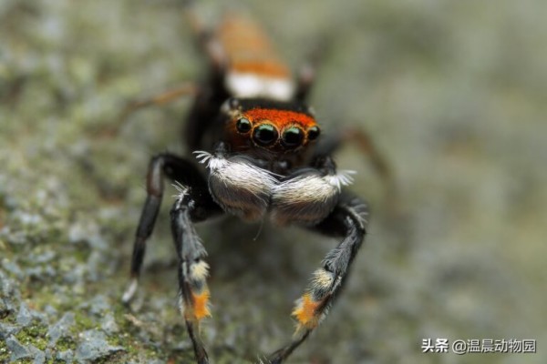 辟谣：跳蛛的饲养方法跟捕鸟蛛一样？不，跳蛛通常更适合新手饲养