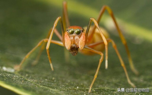 辟谣：跳蛛的饲养方法跟捕鸟蛛一样？不，跳蛛通常更适合新手饲养