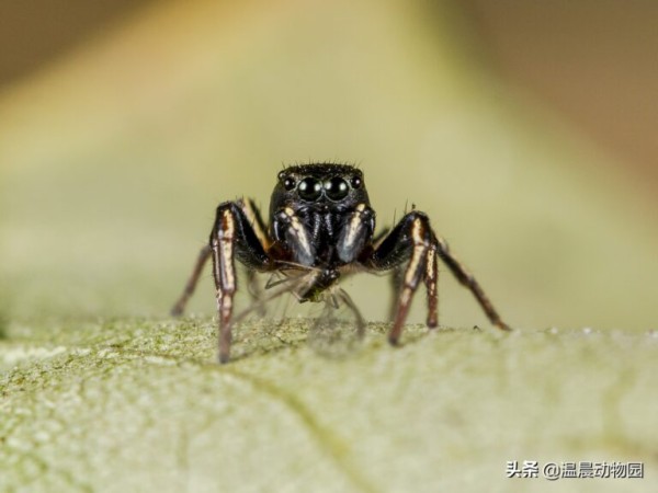 辟谣：跳蛛的饲养方法跟捕鸟蛛一样？不，跳蛛通常更适合新手饲养