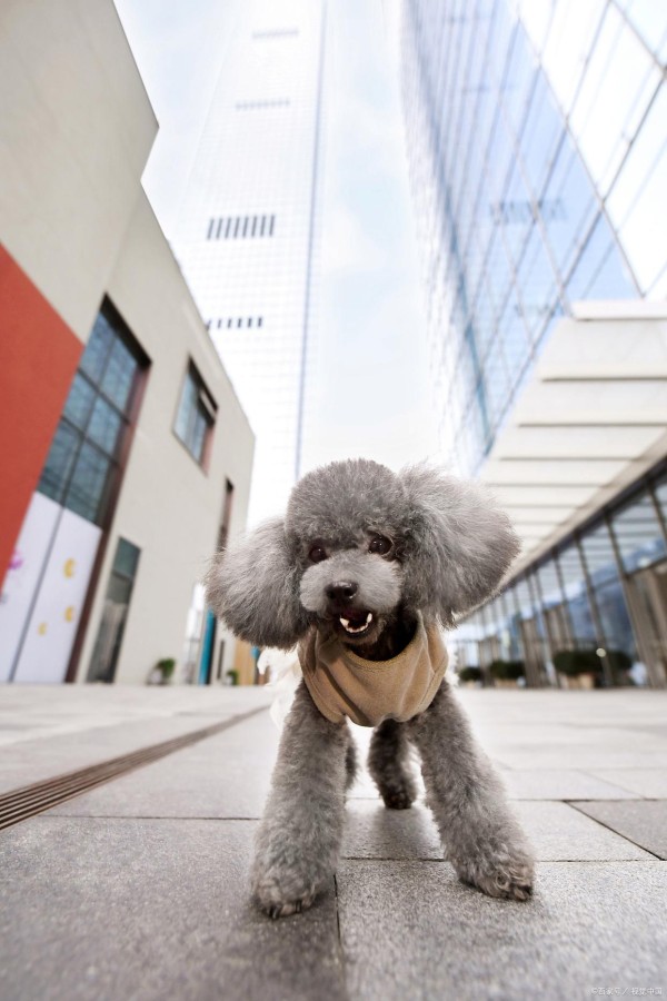 泰迪怎么养？超完整泰迪饲养攻略