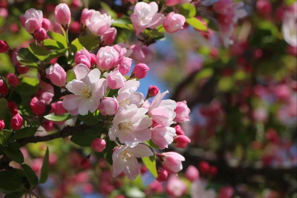 海棠花怎么养护和浇水？新手也能学会的全面指南