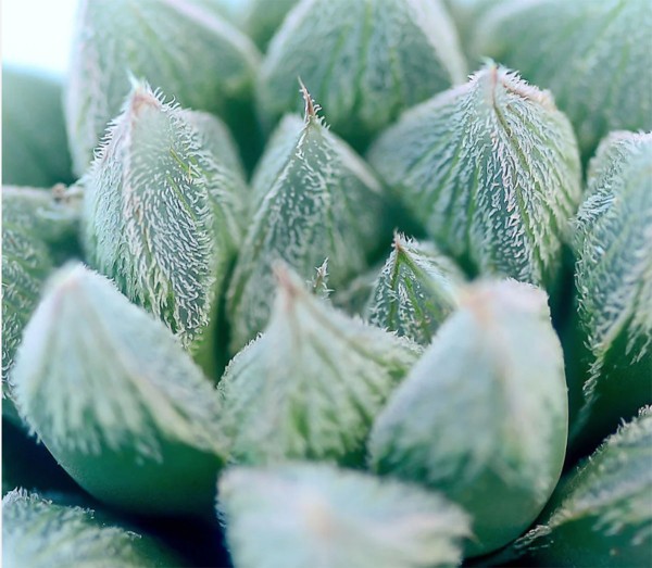 多肉植物十二卷属（Haworthia）养护指南