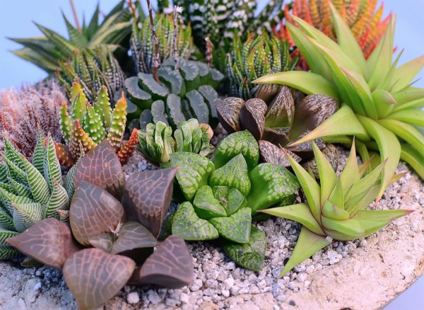 多肉植物十二卷属（Haworthia）养护指南