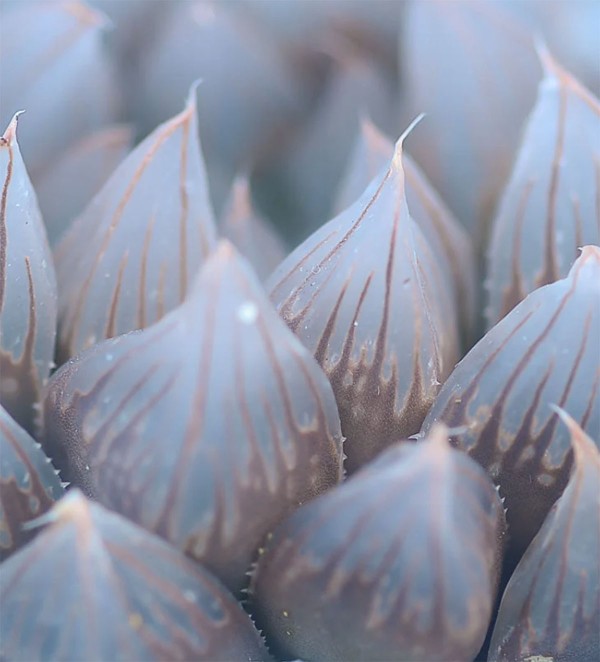 多肉植物十二卷属（Haworthia）养护指南