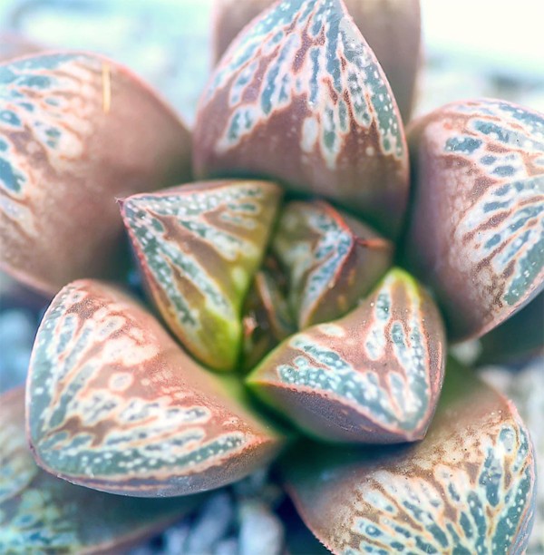 多肉植物十二卷属（Haworthia）养护指南