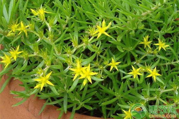 垂盆草的养殖方法及注意事项-图片版权归惠农网所有