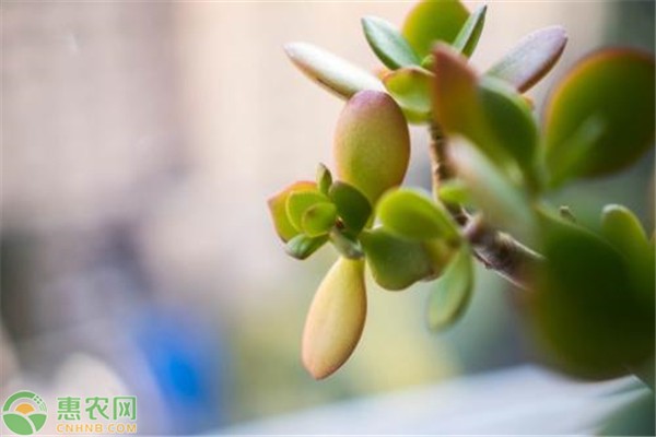 景天科植物该怎么养？这些方法要掌握！-图片版权归惠农网所有