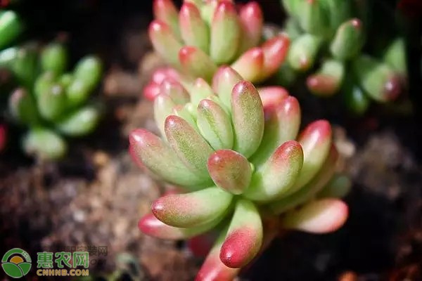 景天科植物该怎么养？这些方法要掌握！-图片版权归惠农网所有