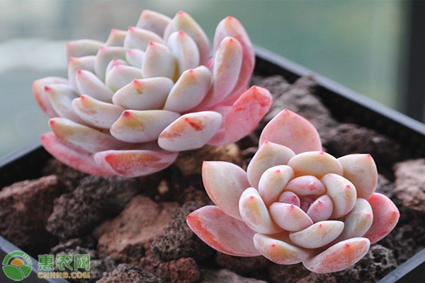 景天科植物该怎么养？这些方法要掌握！-图片版权归惠农网所有