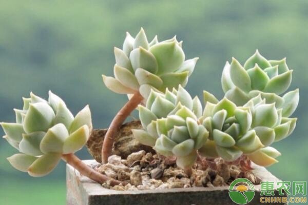 这6种最适合家庭懒人养殖的植物，好看又好养-图片版权归惠农网所有