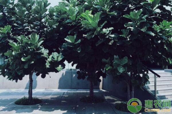 这6种最适合家庭懒人养殖的植物，好看又好养-图片版权归惠农网所有