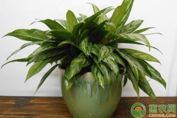 这6种最适合家庭懒人养殖的植物，好看又好养-图片版权归惠农网所有