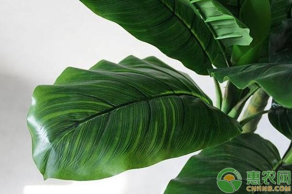 这6种最适合家庭懒人养殖的植物，好看又好养-图片版权归惠农网所有