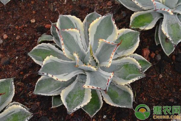 这6种最适合家庭懒人养殖的植物，好看又好养-图片版权归惠农网所有