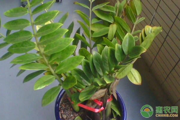 金钱树的养殖方法和注意事项-图片版权归惠农网所有