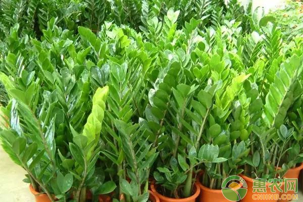 金钱树的养殖方法和注意事项-图片版权归惠农网所有