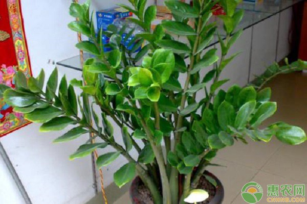 金钱树的养殖方法和注意事项-图片版权归惠农网所有
