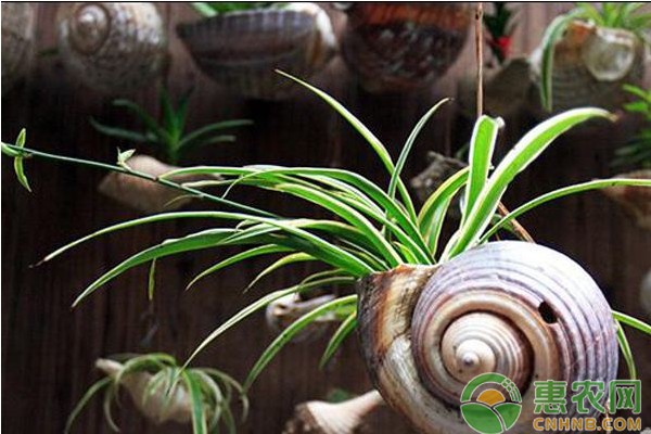 10种家庭常见观赏植物的日常养护管理要点-图片版权归惠农网所有