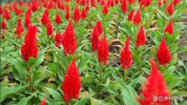 花卉养殖的通用方法