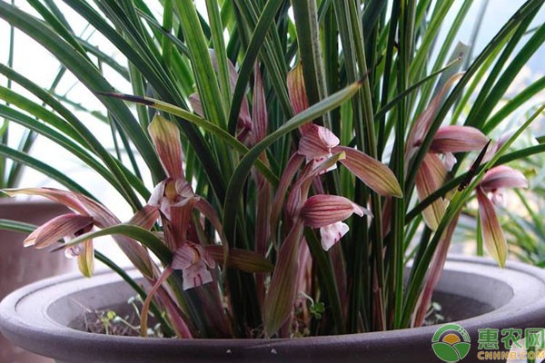 兰草的养殖方法是怎样的？