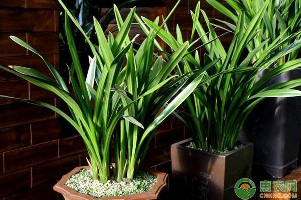 兰草的养殖方法是怎样的？-图片版权归惠农网所有