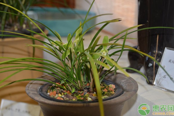 兰草的养殖方法是怎样的？-图片版权归惠农网所有