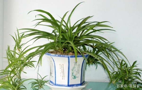 室内盆栽花草养不好？掌握这4个实用方法，养花其实并不难