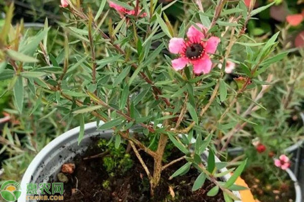 松红梅的养殖方法和注意事项-图片版权归惠农网所有