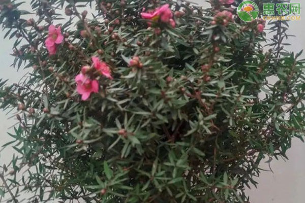 松红梅的养殖方法和注意事项