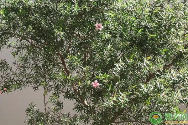 松红梅的养殖方法和注意事项-图片版权归惠农网所有