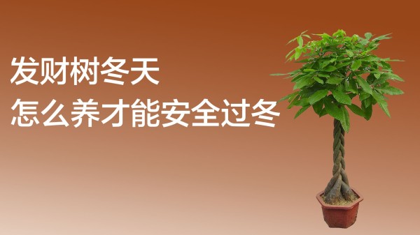 发财树冬天怎么养才能安全过冬