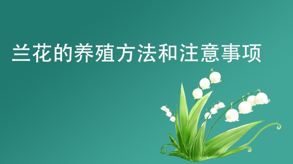 兰花的养殖方法和注意事项