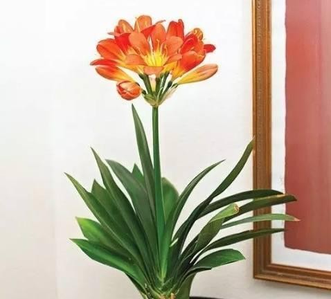 君子兰（揭示君子兰的品质与教诲）