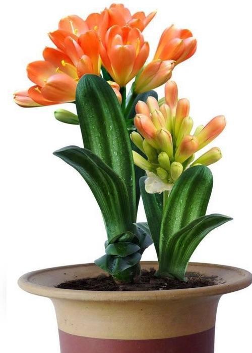 君子兰（揭示君子兰的品质与教诲）