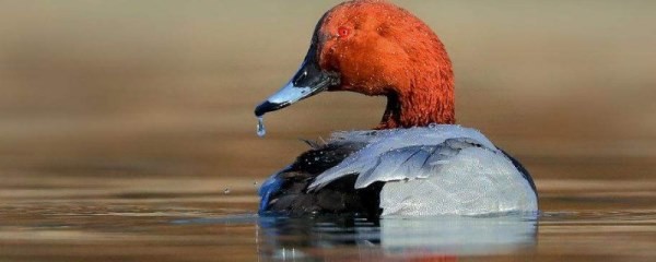 红头鸭的养殖方法，红头鸭的食物需求主要是水生植物