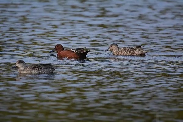 红头鸭的养殖方法，红头鸭的食物需求主要是水生植物