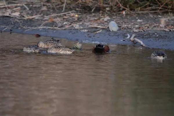 红头鸭的养殖方法，红头鸭的食物需求主要是水生植物
