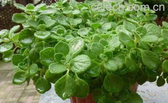 碰碰香怎么繁殖 碰碰香种子种植方法-0