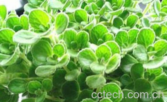 碰碰香怎么繁殖 碰碰香种子种植方法-1