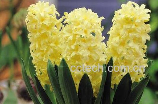 风信子怎么养 风信子的养殖方法和注意事项-1